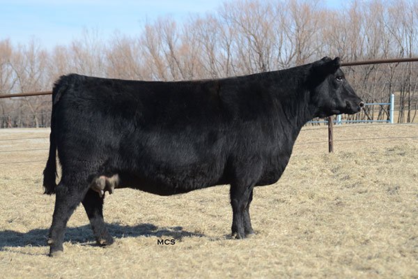 WayfareAngus's tweet image. Spur Ranch Female Sale this Friday, Ap. 13, Vinita OK. Selling 50 Registered, 200 Commercials.  angusjournal.com/salebooks/spur…