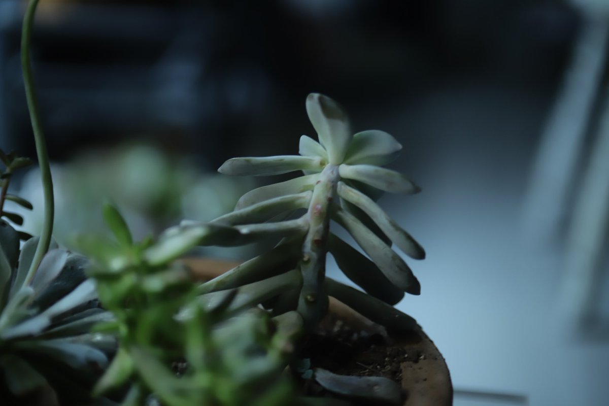 malvfoto's tweet photo. #suculenta #minolta #lens #canon https://t.co/iZWnwT6zE6