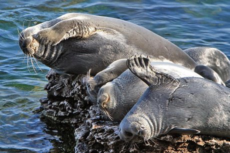 Попытались разобраться, почему охота на байкальскую нерпу – не просто плохая, а вредная инициатива.

Напомним, что Минсельхоз РФ предложил законопроект, которым в России может быть разрешен промышленный промысел нерпы.

kislorod.life/analitics/likb…
