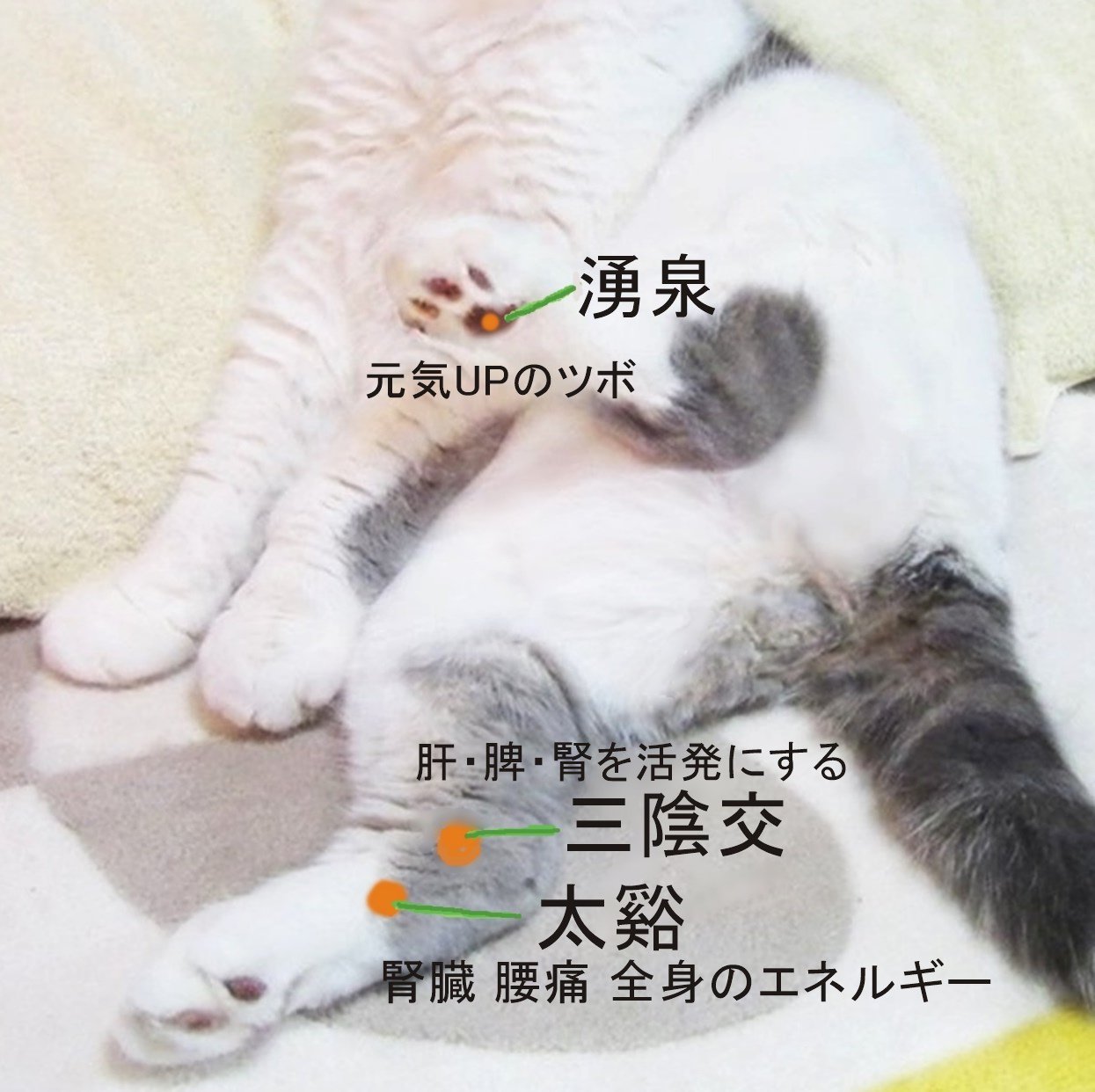 りるあび ねこに多い腎不全に効くツボ描いてみました 先代愛猫トビィ君も闘病した病気 愛情マッサージ 優しいケアで病中の子達も元気にすごせますように いやがる時は無理せずにアロマオイルは使用しないでね T Co 7baio1qnfz Twitter