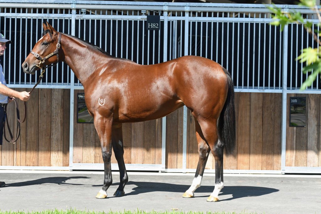PrideRacing's tweet photo. Very pleased to be taking home this Shooting To Win filly from @inglis_sales Easter. Purchased from @LuskinPark. She's out of a commands mare with plenty of upside. #thenextgeneration https://t.co/M4IYMa0Jli