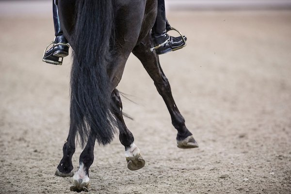 Dressuur: BWP’er Primo-V tweede duurste 3-jarige op Van Olst-veiling <a href="/VervJ/">Joris Vervecken</a>  🤑😤🤩 belgian-warmblood.com/NL/nieuws/dres…
