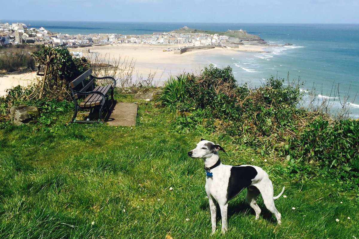 @TheCheshireMag @PetsPyjamas He’s a shy chap - basking here in sunny st ives cornwall #ppjpetaway
