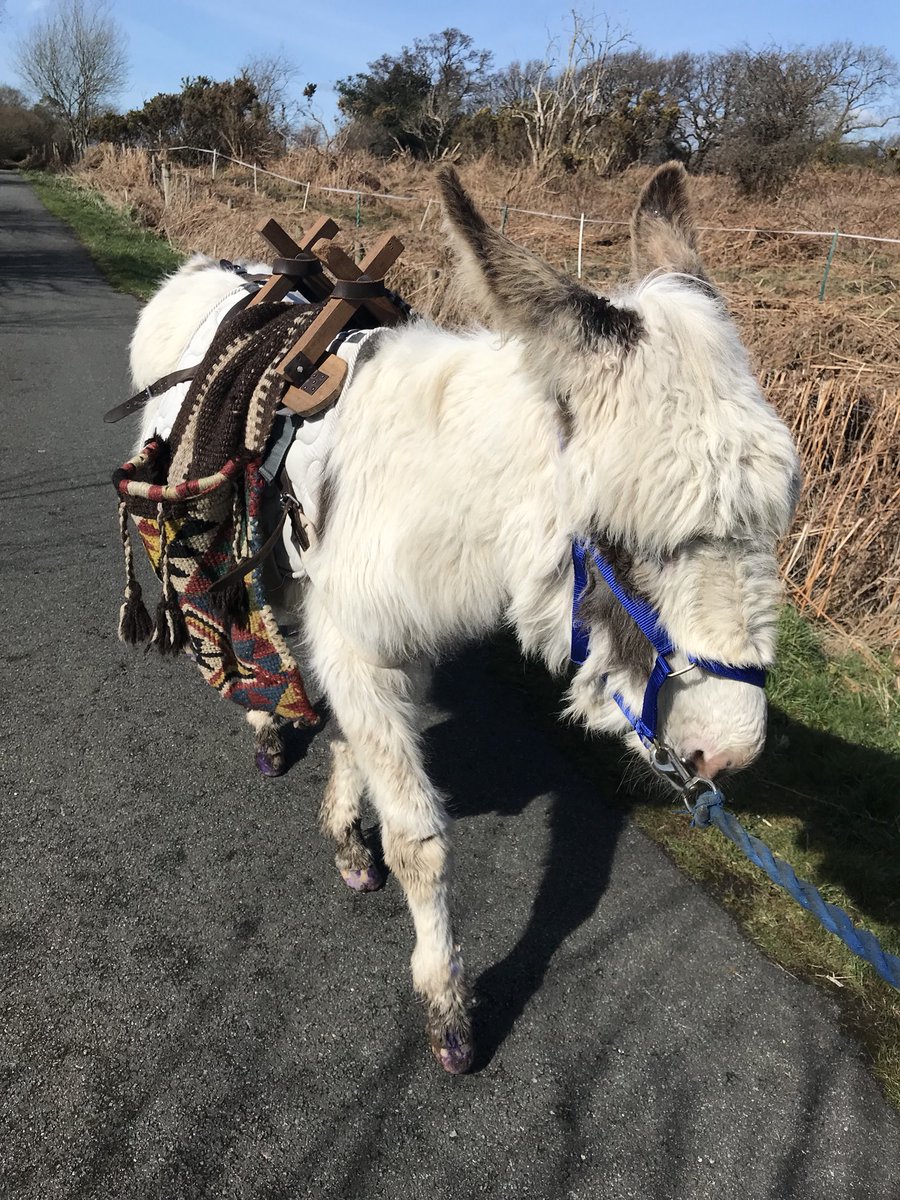 Norman out enjoying his walk in the spring sunshine 🌞 #normanthedonkey #snowdonia #snowdoniadonkeys #springishere #sunshine #workingdonkey #work #walk #hike #northwales