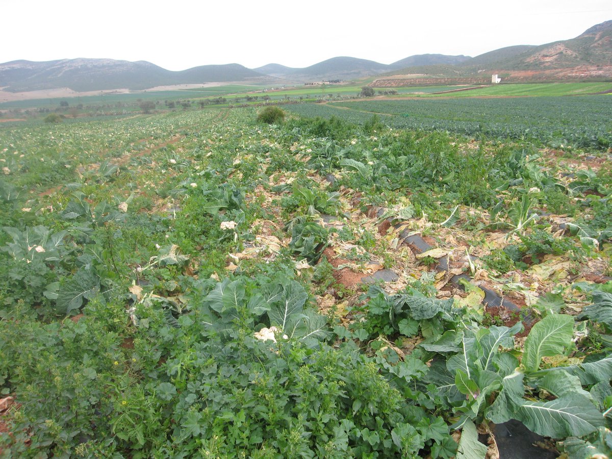 JORNADAS DE AGRICULTURA URBANA Y SEGURIDAD ALIMENTARIA 20-21 abril en el Jardín Botánico de Alcalá. INSCRIPCIONES: bit.ly/2Ji2wxs (Consultar modificación horario del taller del viernes, ahora de 18-20h).