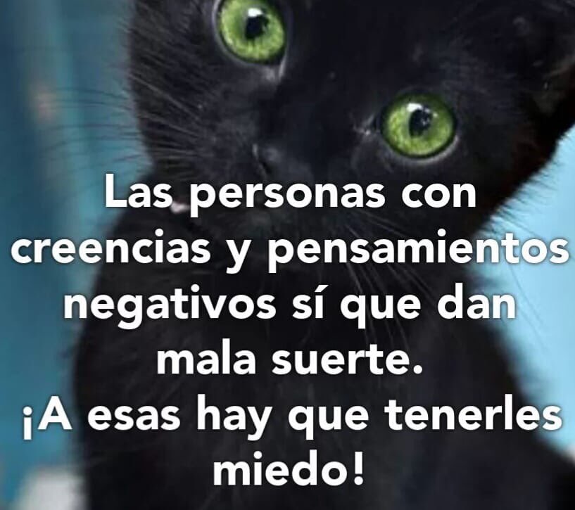 Vasty_Pineda's tweet photo. gatos 💕 https://t.co/hpwRXQg0FZ