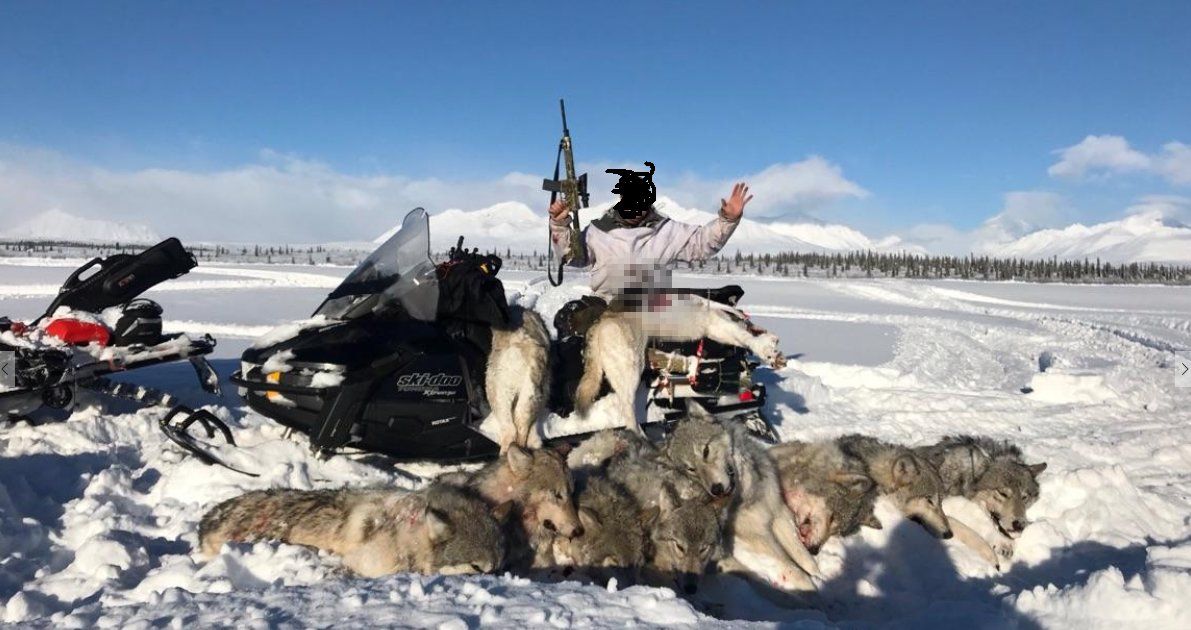 dodo's tweet photo. #ICYMI a hunter just killed a whole family of wolves at once – and it was totally legal. https://t.co/zbG9MRkTHF https://t.co/GkVeqxgvrJ