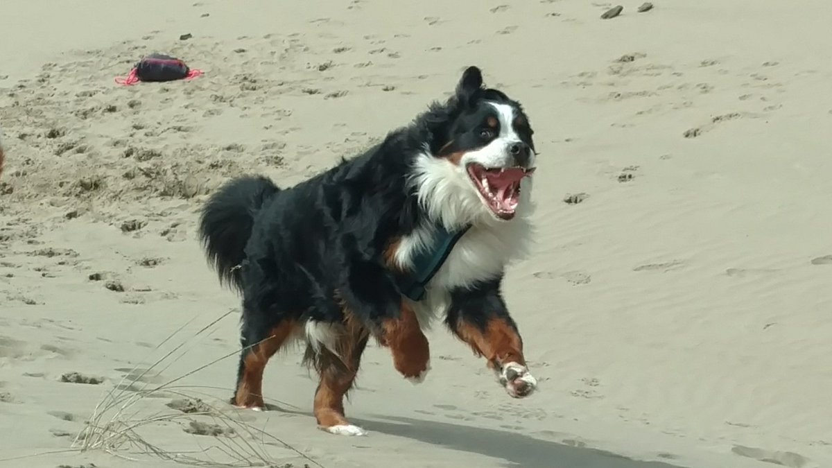 Trixie_Charlie's tweet photo. We had such a fun day hiking at #frenchmancoulee. We met Bentley at a dog park last week and now we are friends. β€οΈ #washington #pnw #hikingwithdogs #hiking #adventuredogs #bernesemountaindog #boxerbeagle #adventure @dogcelebration https://t.co/KrbFaNfiBU