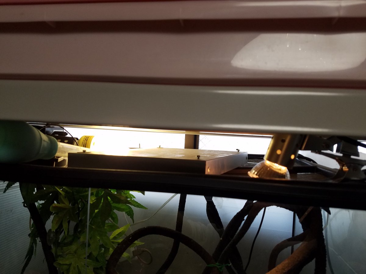 ほのほの No Twitter カメレオンのバスキングにマイクロサン53w使ってましたが温度が上がりすぎるので28wにしてみました でも カメレオンは食べるときしかケージにいないので普段は電源切ってますw 奥の紫外線ライトは直接カメレオンにあたらないようにしてます ほのほの No Twitter カメレオンのバスキングにマイクロサン53w使ってましたが温度が上がりすぎるので28wにしてみました でも カメレオンは食べるときしかケージにいないので普段は電源切ってますw 奥の紫外線ライトは直接カメレオンにあたらないようにしてます