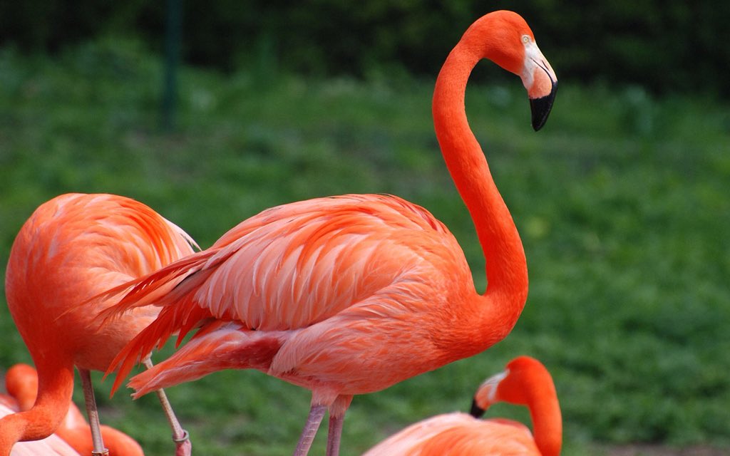 1. Flamingos are not naturally pink. They are born w/ grey feathers but turn pink in the wild cos of a natural pink dye called canthaxanthin that they obtain from their diet of brine shrimp & blue-green algae. Yes. Flamingos signature pink is from consuming shrimp.