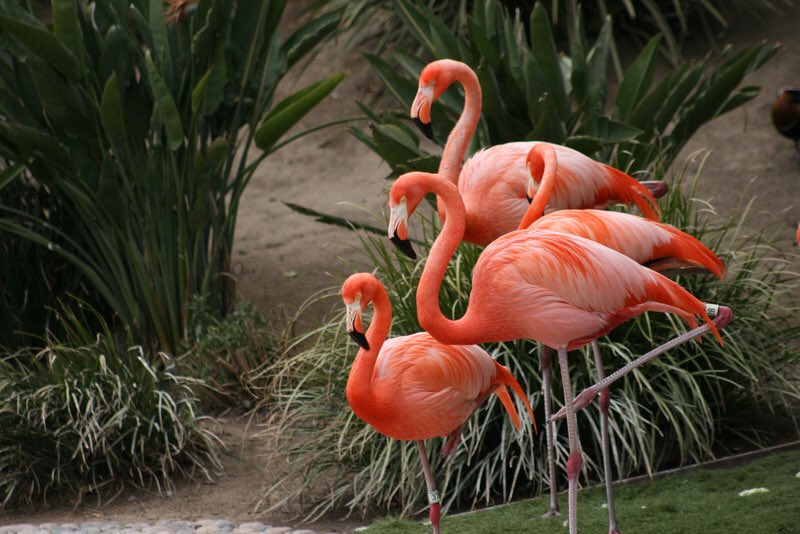 1. Flamingos are not naturally pink. They are born w/ grey feathers but turn pink in the wild cos of a natural pink dye called canthaxanthin that they obtain from their diet of brine shrimp & blue-green algae. Yes. Flamingos signature pink is from consuming shrimp.