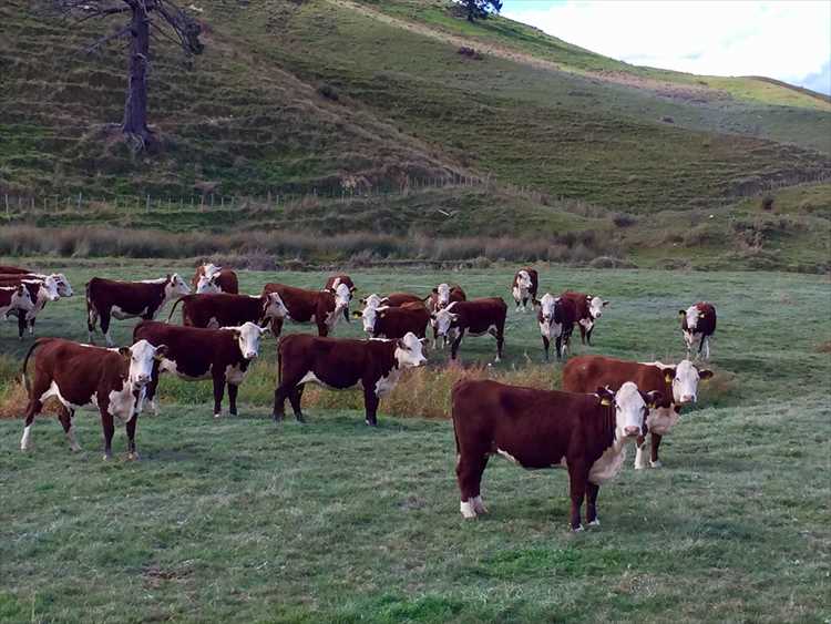 agOnlineNz's tweet photo. "Tainui Group Holdings Ltd - Hangawera Stn Capital Stock Hereford Dispersal Sale" on Monday 30th April at 12:00pm..https://t.co/FfJ18iNqMQ https://t.co/8uqtLtJ33S