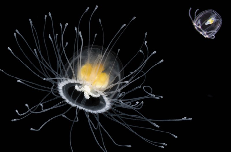 2. Turritopsis dohrnii are also known as the 'immortal jellyfish' because they continuously cheat death.