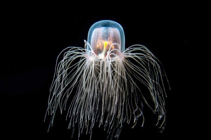 2. Turritopsis dohrnii are also known as the 'immortal jellyfish' because they continuously cheat death.