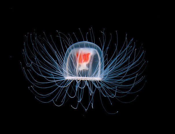2. Turritopsis dohrnii are also known as the 'immortal jellyfish' because they continuously cheat death.
