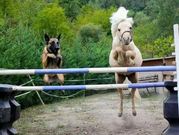 HipicoCoapexpan's tweet photo. Gran Foto ;)
#Ecuestre #Caballos #CSICoapexpan #CSIO #Xalapa #Coatepec #México #CSIMx #SaltoEcuestre https://t.co/JFUkbfFLKp