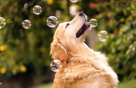 3. Dogs& #39; sense of smell is about 100,000 times stronger than humans& #39;, but they have just one-sixth our number of taste buds.