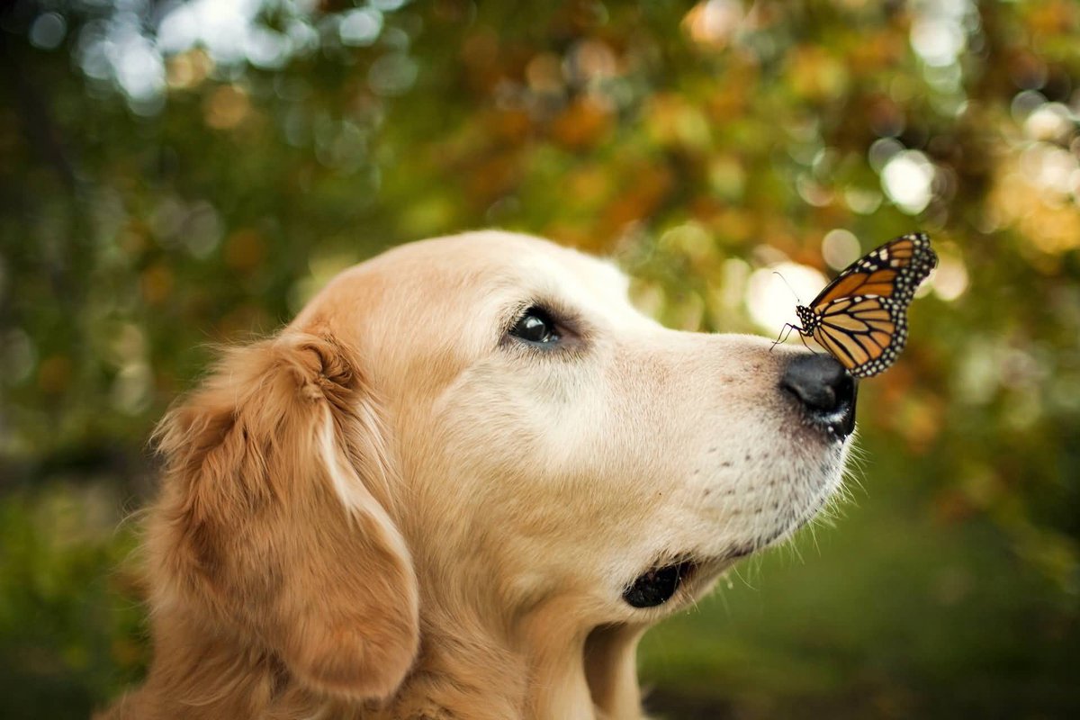 3. Dogs' sense of smell is about 100,000 times stronger than humans', but they have just one-sixth our number of taste buds.