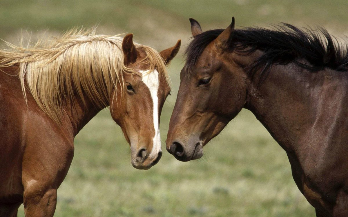 4. Horses use facial expressions to communicate with each other.