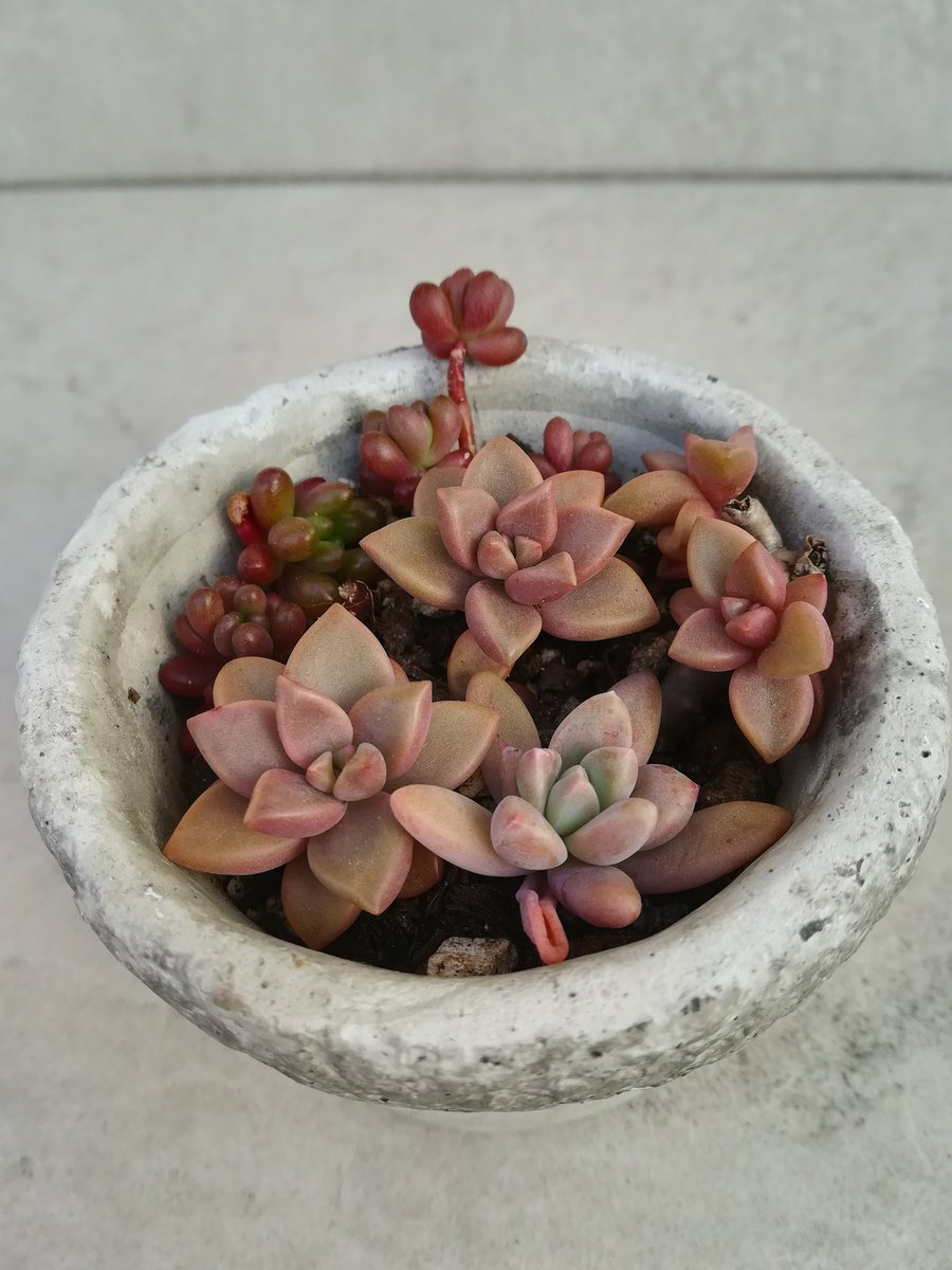 やっちゃん على تويتر 伸びてきた多肉植物をカットして春の多肉ちゃん 寄せ植え出来上がり アーモンドネックレス 虹の玉 乙女心 玉つづり 秋麗 ブロンズ姫 紅日傘 やっちゃん على تويتر 伸びてきた多肉植物をカットして春の多肉ちゃん 寄せ植え出来上がり アーモンドネックレス 虹の玉 乙女心 玉つづり 秋麗 ブロンズ姫 紅日傘