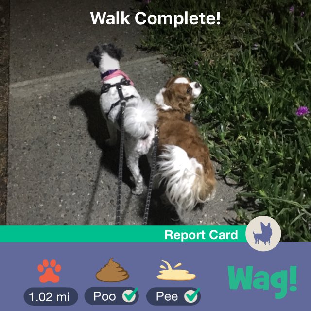 Brother_Arsenal's tweet photo. Just finished a dog walk on Wag! Use my promo code "CASEY80736" for $50 of FREE Wag credit! https://t.co/2J0FgTTT1C https://t.co/lorfpy6hD1