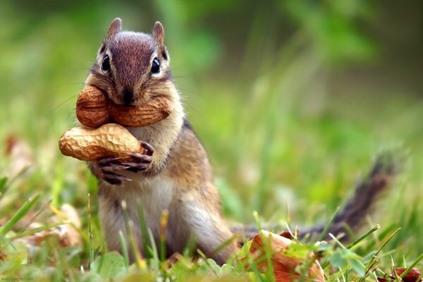 7. Squirrels are unable to burp or vomit.