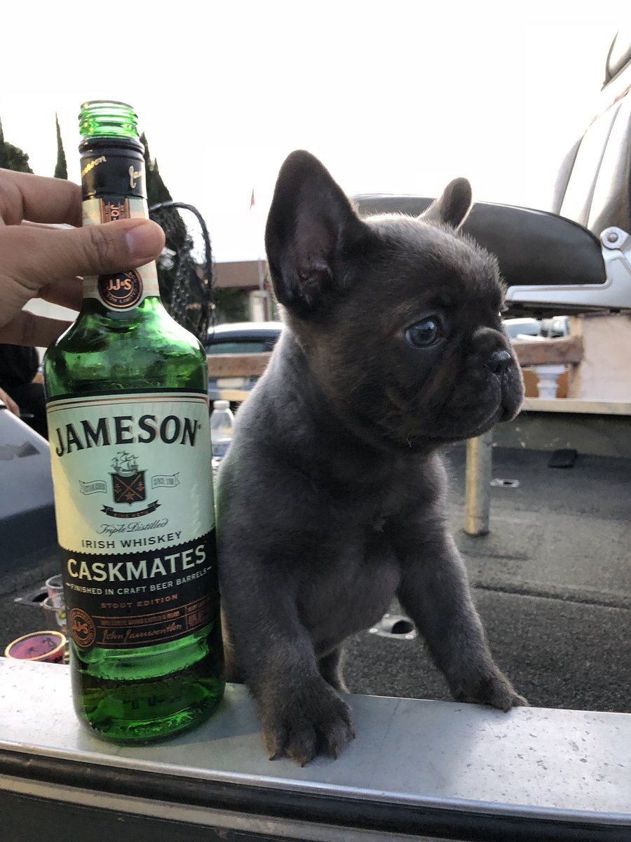 I miss my baby😕 #Jamie #Jameson #ilovemyfrenchie