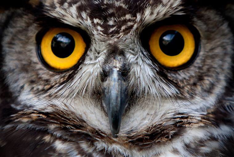 8. Owls don't have eyeballs. They have eye tubes.