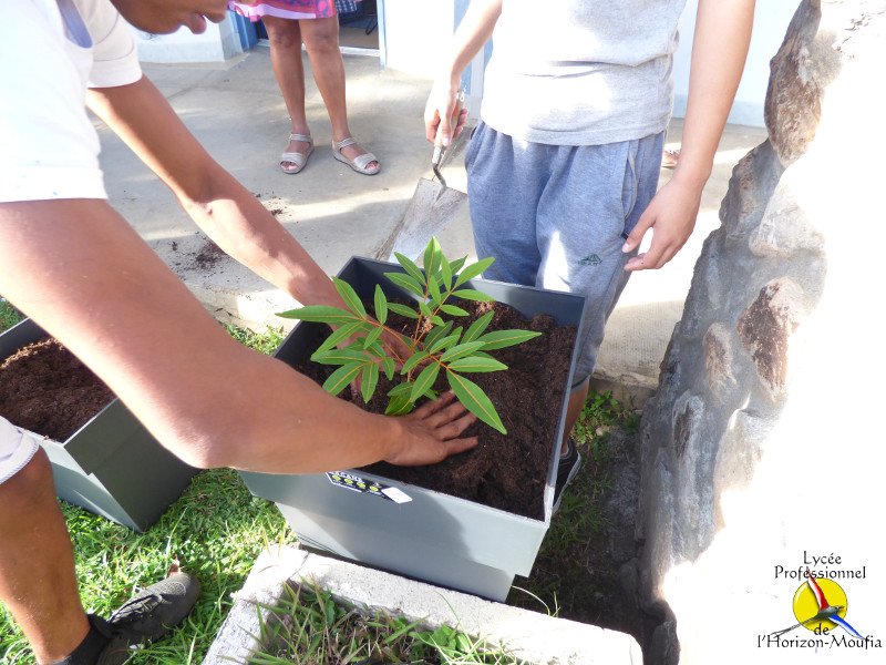 LPHorizon974's tweet image. #journeedelarbre #lareunionpositive @regionreunion @academiereunion #cardierun