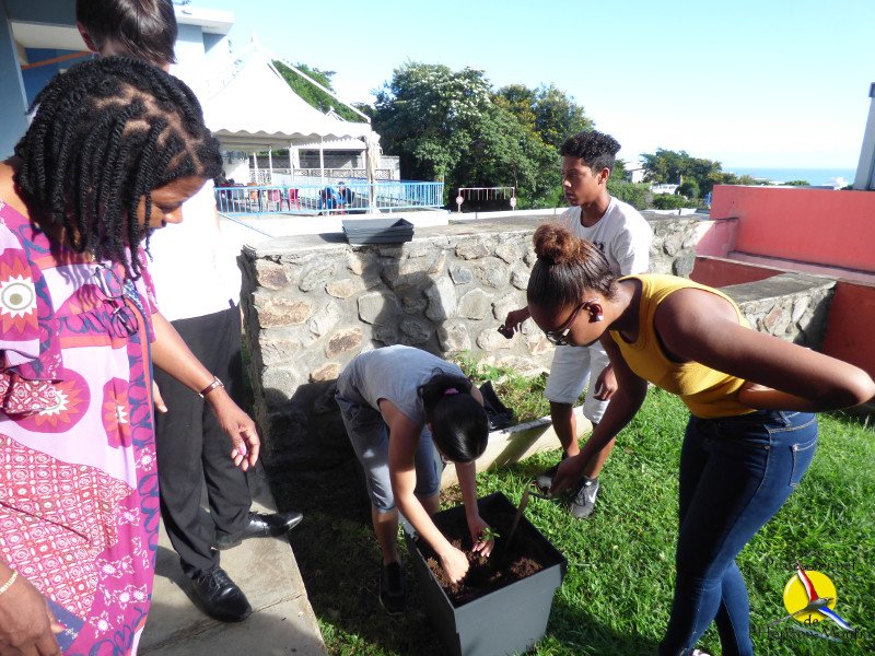 LPHorizon974's tweet image. #journeedelarbre #lareunionpositive @regionreunion @academiereunion #cardierun