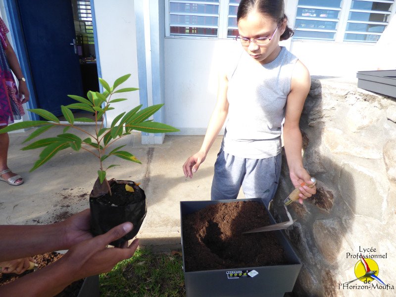 LPHorizon974's tweet image. #journeedelarbre #lareunionpositive @regionreunion @academiereunion #cardierun