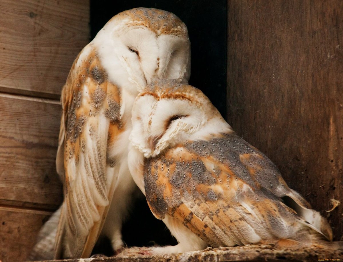 10. Speaking of which, Barn owls are normally monogamous, but about 25 percent of mated pairs "divorce."