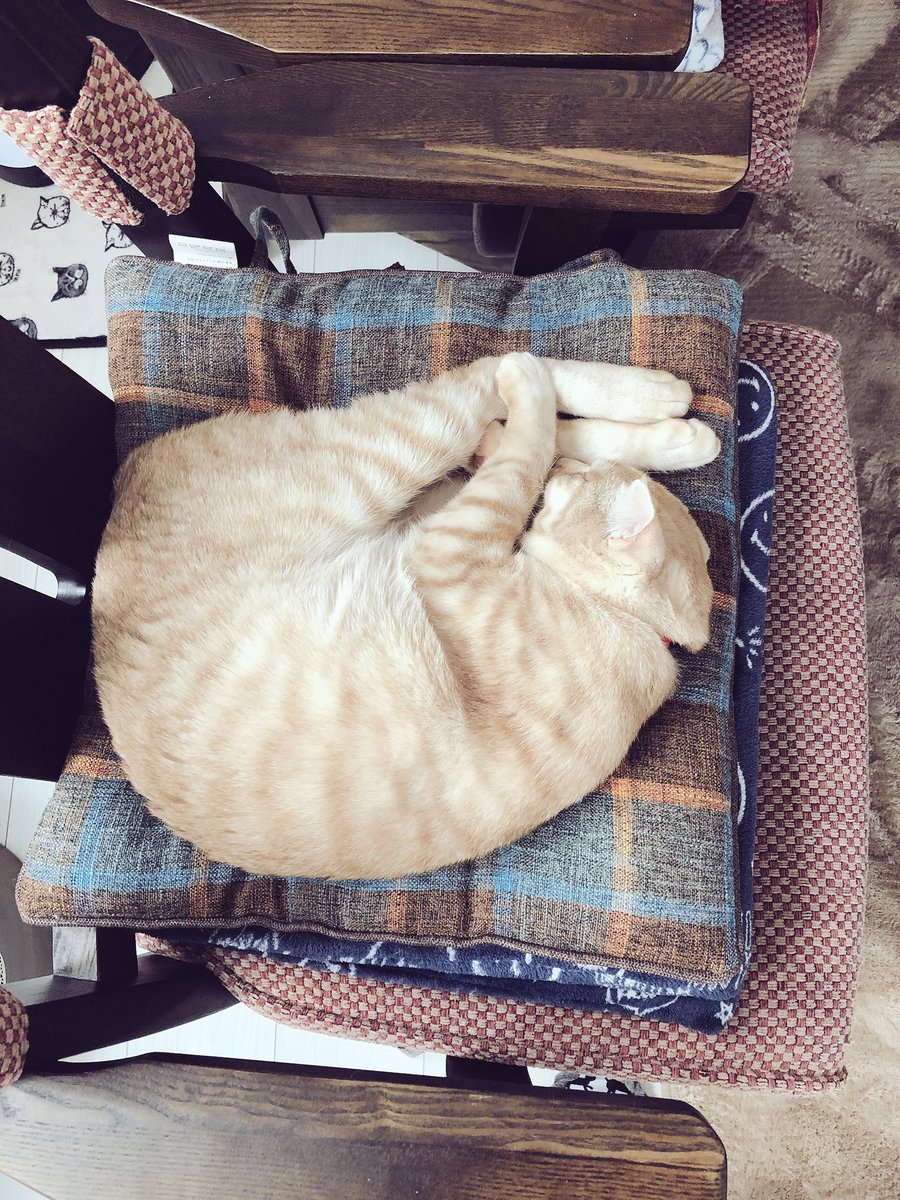 emeth08's tweet photo. 猫用に用意してあげた寝床よりやっぱりこういうところが好きなのねー☺️ https://t.co/MKtkF2f1Gm