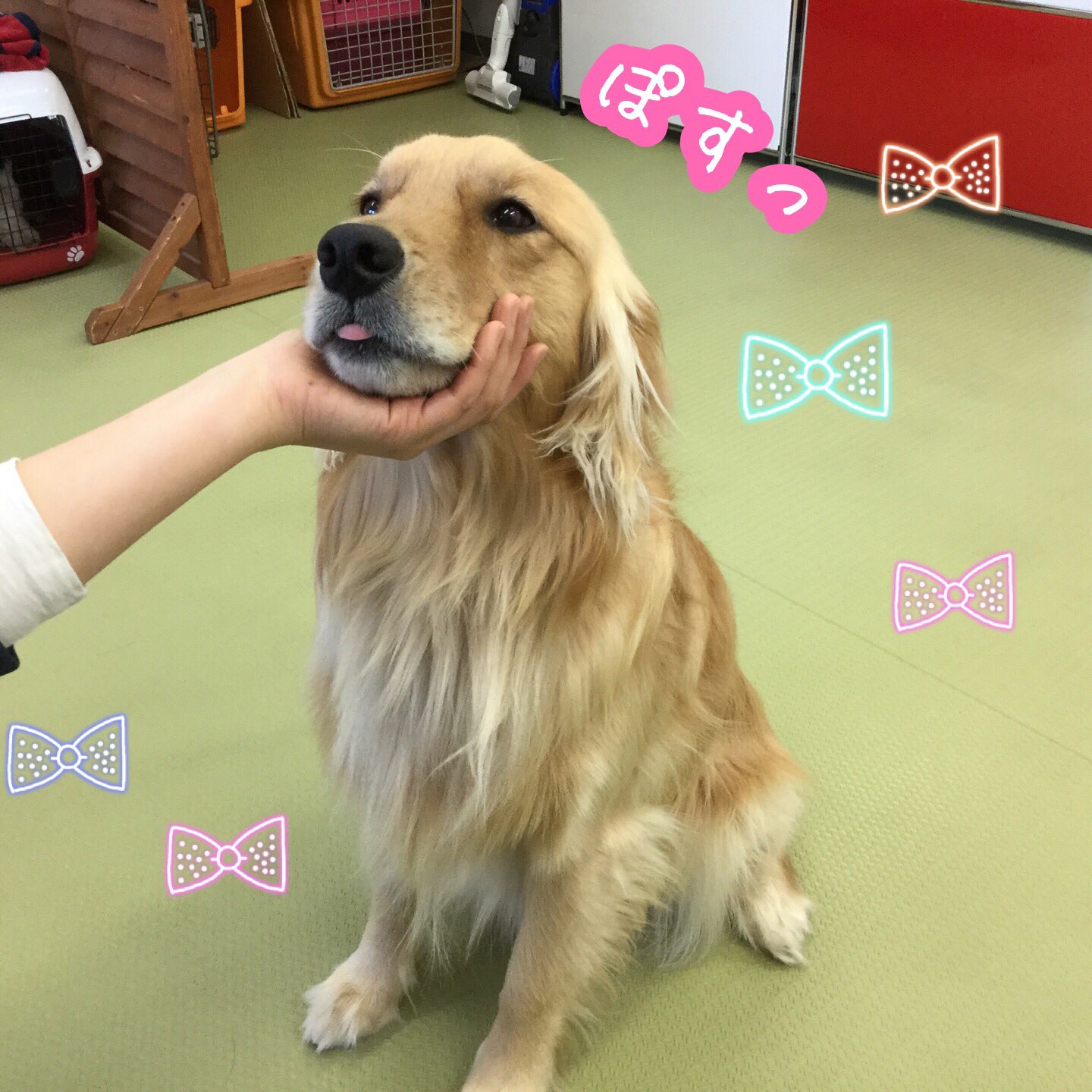 Ciao お外で 抱っこ の練習をしています 室内では 一発芸 ちゅっ や あご の練習を頑張りました しつけ教室 犬の幼稚園 ドッグトレーナー ドッグスクール 中野区 トイプードル ティーカッププードル キャバリア ゴールデンレトリーバー