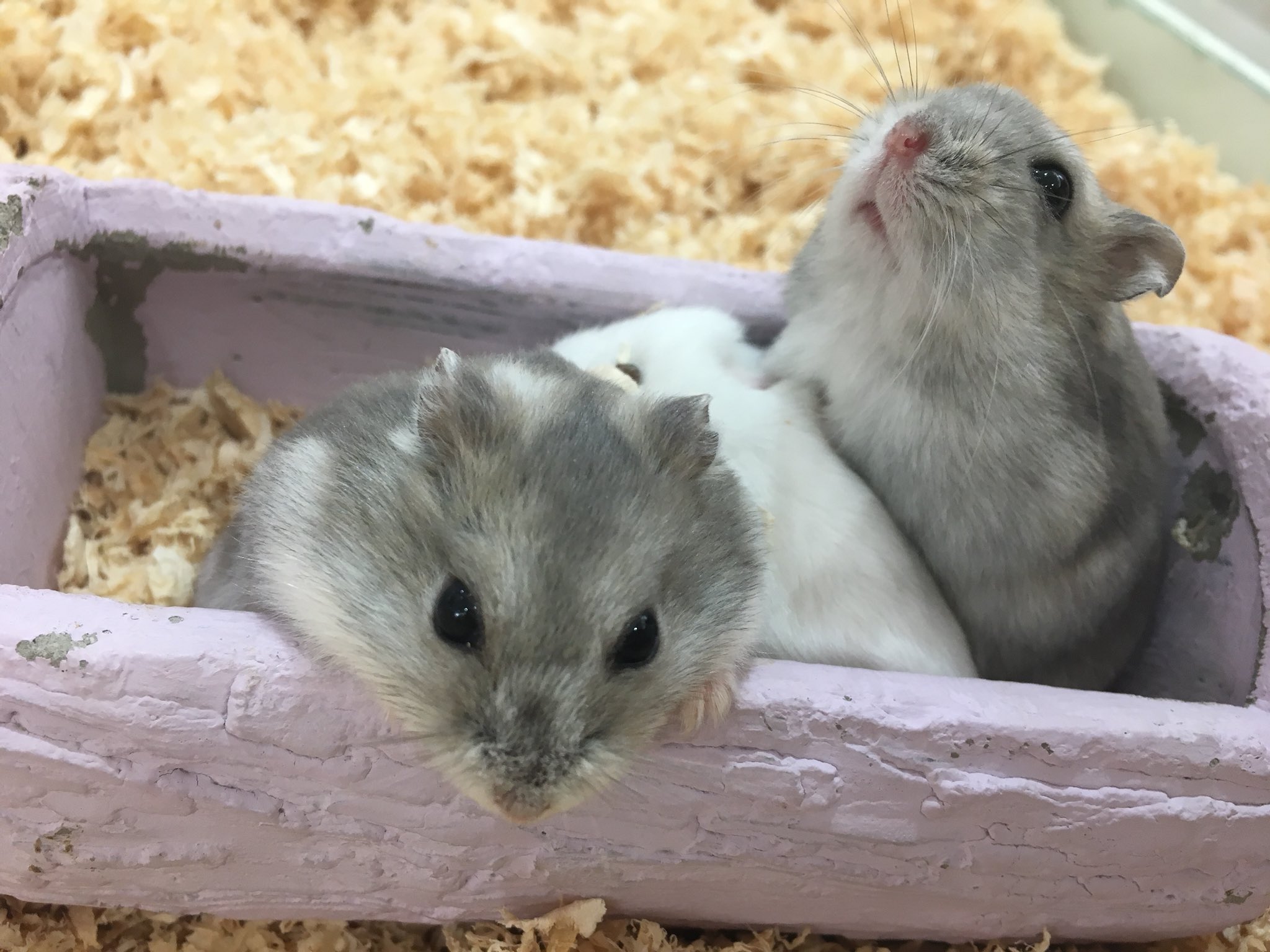 Ani Mo あにも En Twitter かわいい ジャンガリアン集合体です ジャンガリアン ハムスター Hamster あにも Animo ゆめかわアニマルパーク 堀江 なんば 心斎橋 大阪 Cute Animal オレンジストリート T Co 5djnprzhnd Twitter Ani Mo あにも En Twitter かわいい ジャンガリアン集合体です ジャンガリアン ハムスター Hamster あにも Animo ゆめかわアニマルパーク 堀江 なんば 心斎橋 大阪 Cute Animal オレンジストリート T Co 5djnprzhnd Twitter