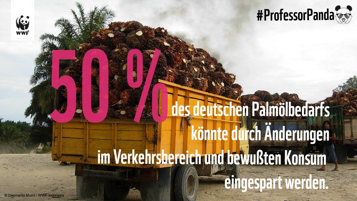 WWF_Deutschland's tweet photo. Wow, das wäre eine ganze Menge! 😱#Pamöl #ProfessorPanda https://t.co/iL0T78RI33