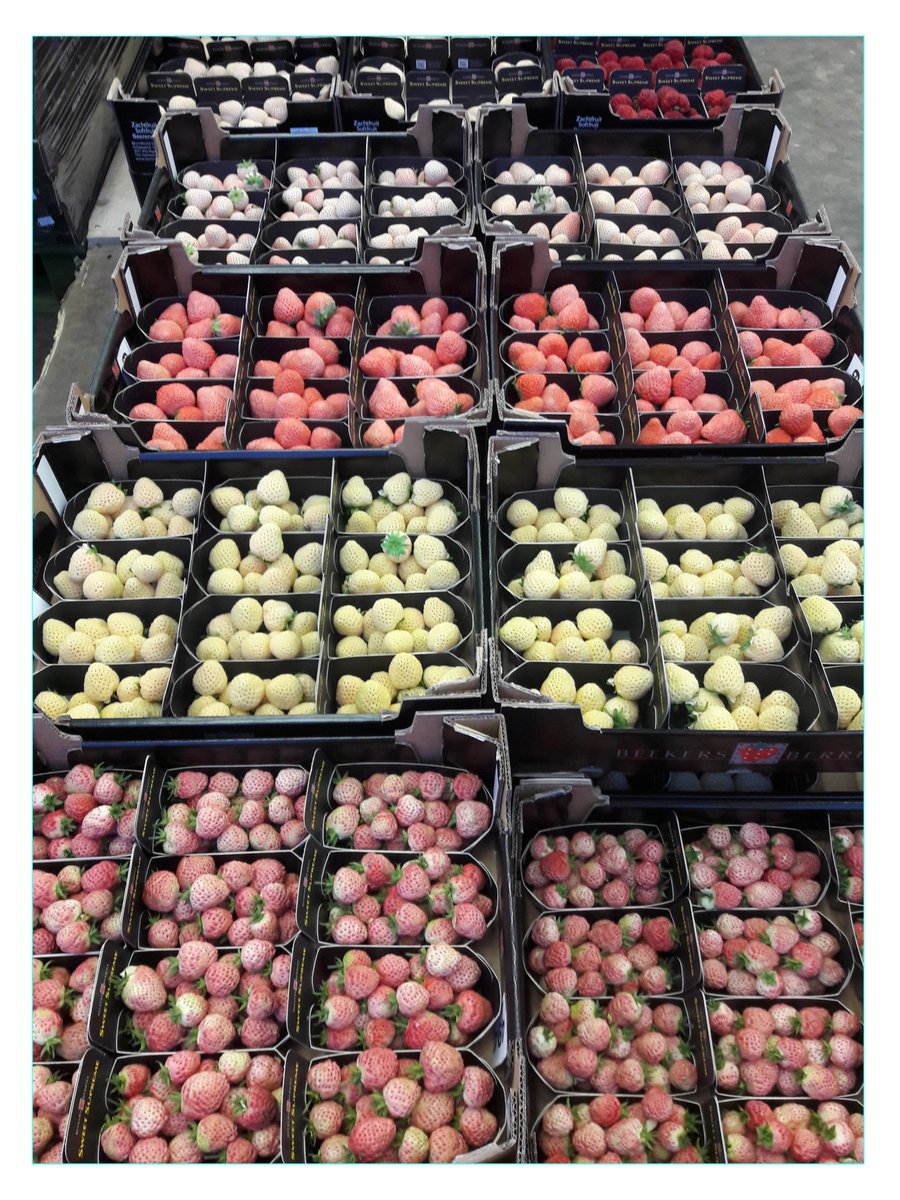 VroegopWindig's tweet photo. Mis ze niet! Deze bijzondere aardbeien zijn nu in het seizoen en zijn echt te lekker om te laten liggen! #Bubbleberry #Pinkberry #Yellowberry #Strasberry #Pineberry https://t.co/F2zdTMVrkZ
