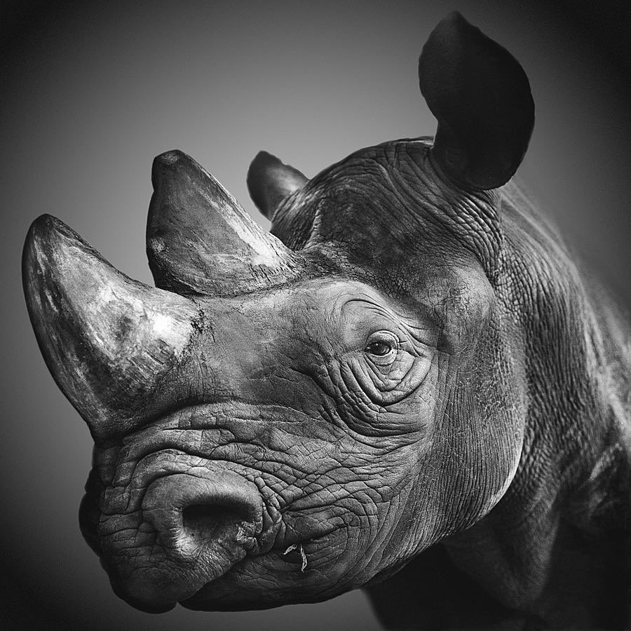 14. Rhinoceros' horns are made outta hair.