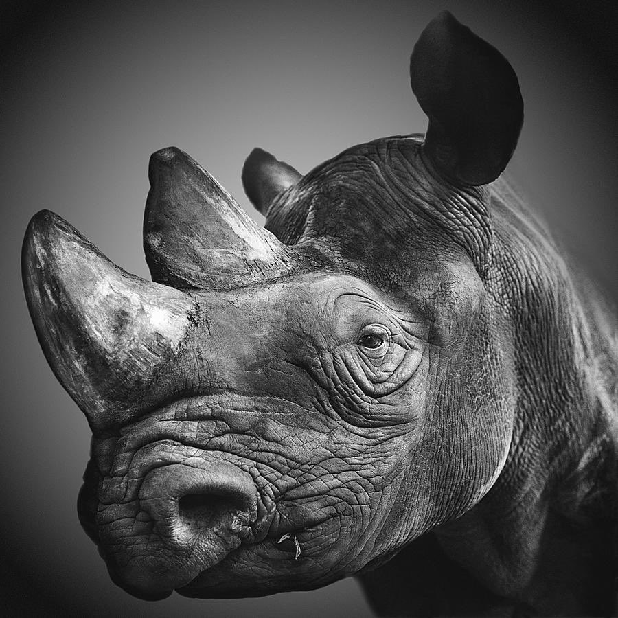 14. Rhinoceros& #39; horns are made outta hair.