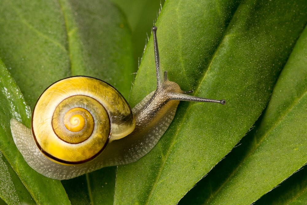 13. Snails are able to sleep for three years. (I’m jealous.)