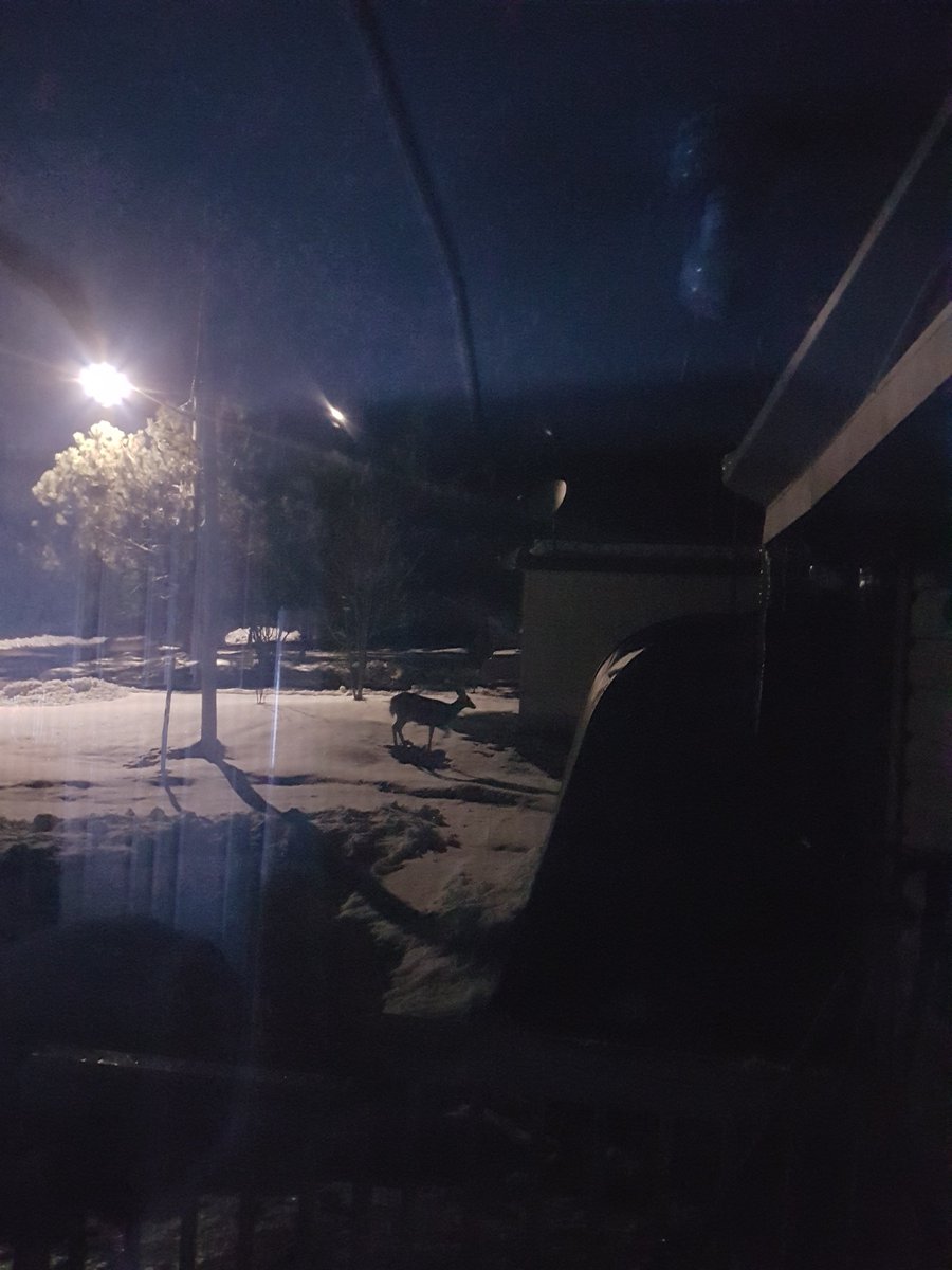 ___D_e_r_e_k___'s tweet photo. Just seen a Deer outside our home... how cool is that. Unfortunately the pictures aren't that great taking through a screened window, didn't want to scare him away. #CountryLife #NorthernOntario #JustLovinIt
cc: @Mish2626 https://t.co/6mz3EydUjF