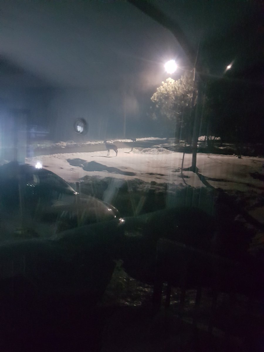 ___D_e_r_e_k___'s tweet photo. Just seen a Deer outside our home... how cool is that. Unfortunately the pictures aren't that great taking through a screened window, didn't want to scare him away. #CountryLife #NorthernOntario #JustLovinIt
cc: @Mish2626 https://t.co/6mz3EydUjF