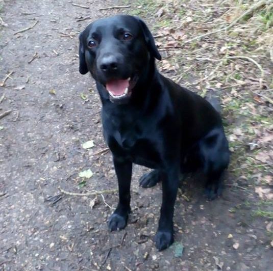 lisaphipps15's tweet photo. Lost: BRUNSEN Black #Labrador #Retriever Male In #Swepstone #NewtonBurgoland #Leicestershire #LE67 #scanme #missingdog @DoglostUK #doglostuk #doglost https://t.co/lbZ8xMyoKc https://t.co/5GqRWNuJRl