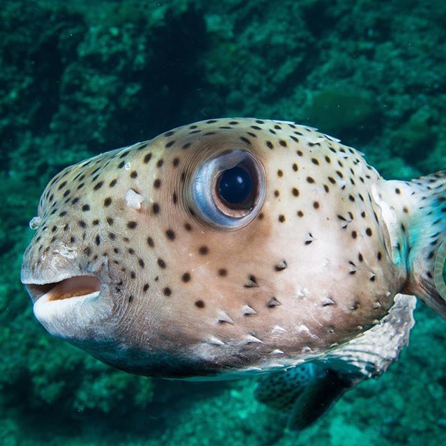 scubafish_'s tweet photo. You looking at me? Porkie getting up close and personal with our resident underwater photographer @magnusdeepbelow 🐡#pufferfish #porcupinefish #cutefish #curious #fishyface https://t.co/0Y6wvRxMkt https://t.co/7sXe2F9CdX