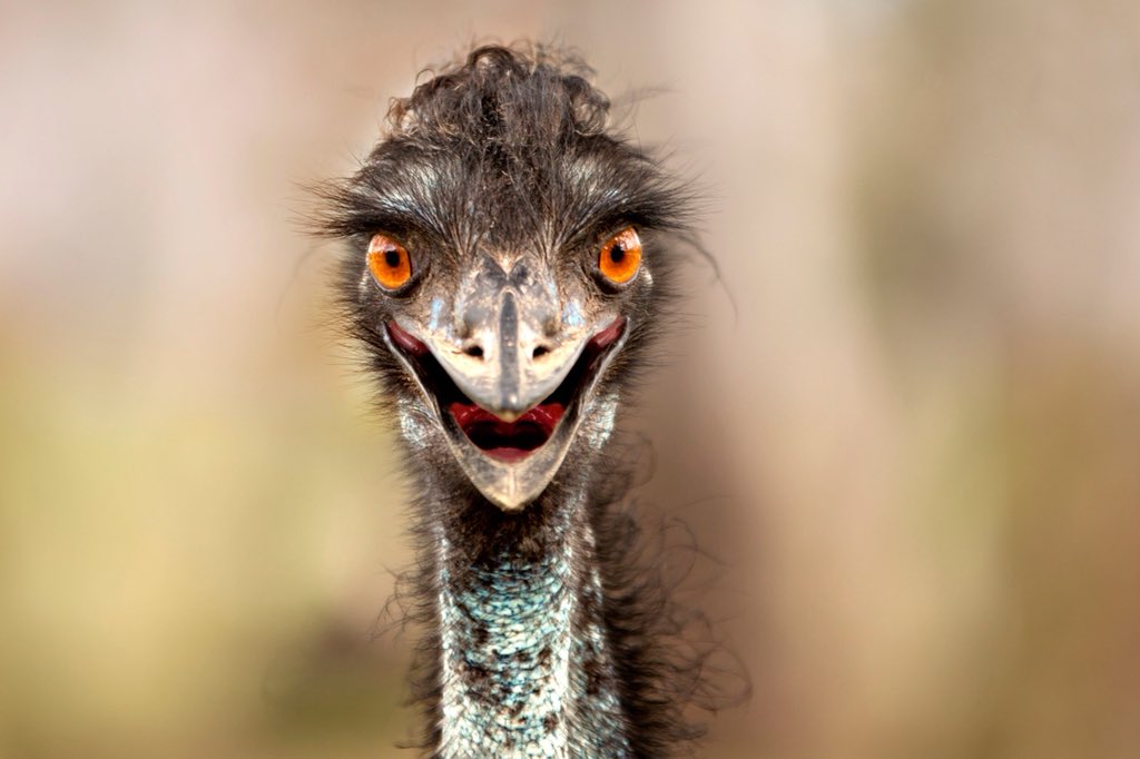 17. An ostrich's eye is bigger than its brain.