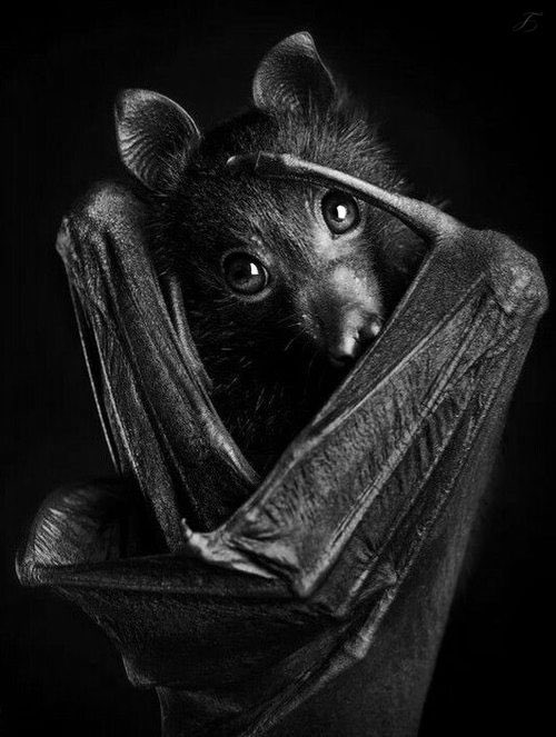 18. Bats are the only mammals capable of flying.