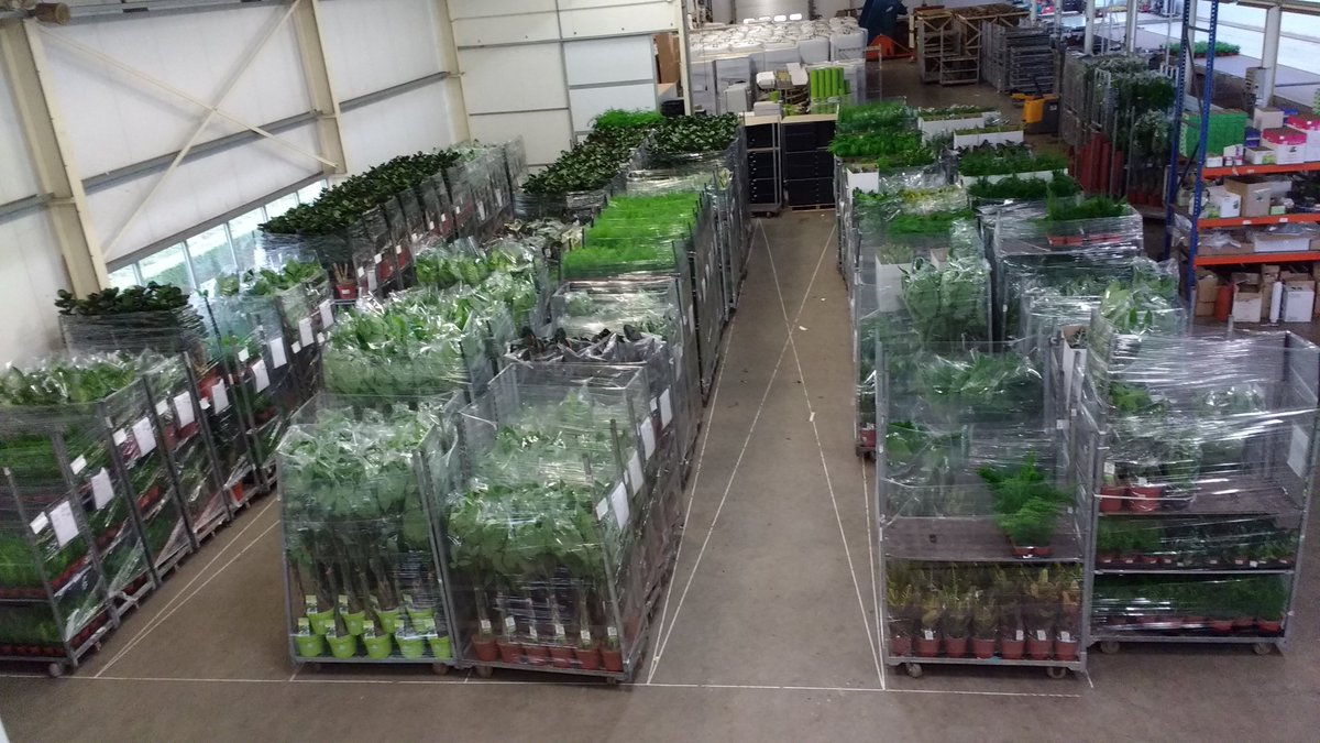 JHeijnenPotpl's tweet photo. De lente is begonnen. Mooie weken voor de handel. De kamerplanten worden daarbij zeker niet overgeslagen. https://t.co/FbG0KTjxNe https://t.co/mYPPdZWSql