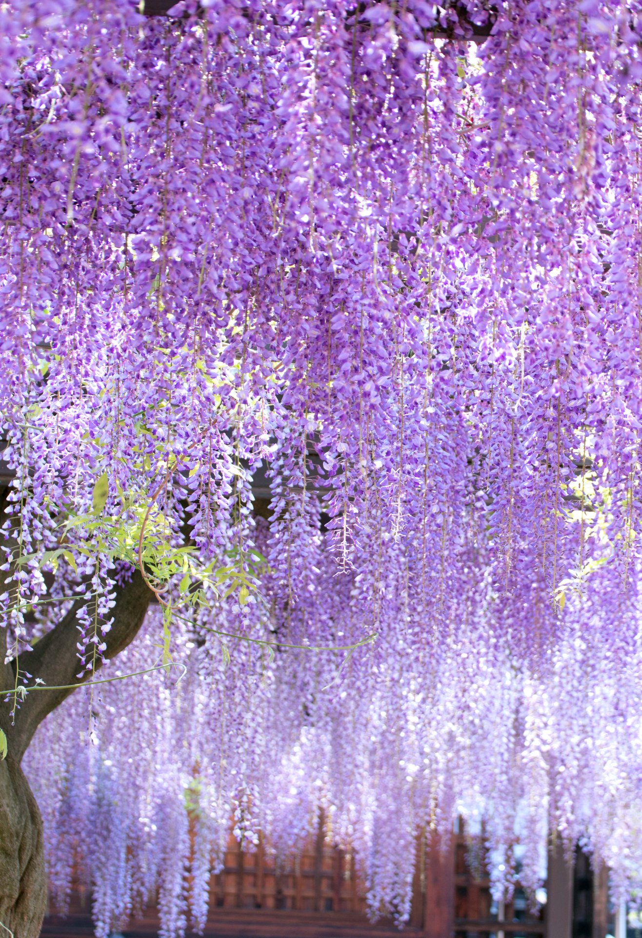 トコハナロジー 藤 桜と入れ替わるように見頃になる藤の花 高貴な紫色 滴り落ちる滝のような花姿が優雅でたおやかな春の風物詩 花言葉 優しさ 歓迎 佳客 決して離れない 恋に酔う 至福の時 陶酔する恋 T Co Edgqajxfdn Twitter