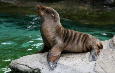 20. Sea lions are the first nonhuman mammals with a proven ability to keep a beat.