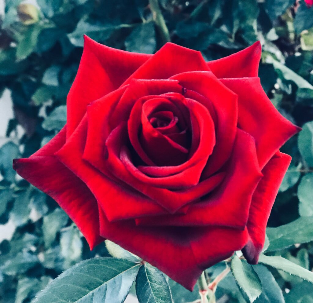 jlafranzo's tweet photo. @RepMaxineWaters @LPimpernel The truth will set us free. I have always believed, a united core of America would rise up, and as a people we will all say #TrumpMustGo. #ToSaveOurCountryResistTrump #BetterWithoutTrump #StrongerWithoutTrump #WithoutTrump we can dream again. https://t.co/BD0fKQuM1K
